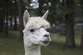 Llama Face Alpaca