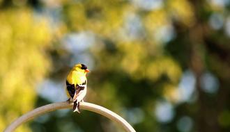 yellow and black bird blur photo
