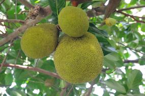 Juicy green fruit on a tree