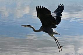 Heron Wading Bird Animal