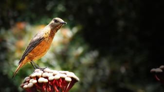 Bird Curious Orange
