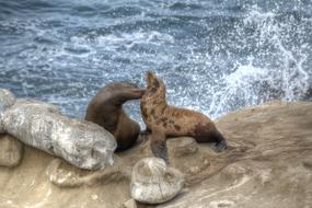 Seals Lajolla Sandiego