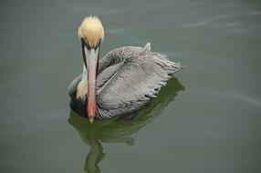 Bird Wildlife Water
