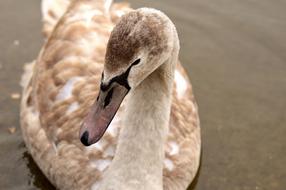 the beautiful swan in the lake