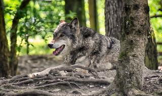 Wolf Wild Animal Beautiful