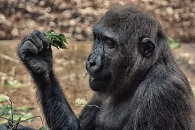 Gorilla Monkey Animal Wild