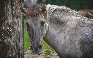 gray horse at the pole