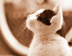 Cute kitty monochrome photo