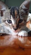 Cat Cute