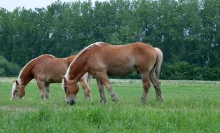 Animals Draft Horses