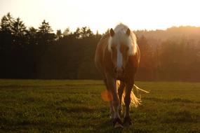 Horse Animal on Pasture at sunlight