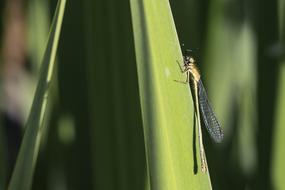 Dragonfly Insect