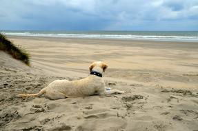 Sea Beach Sand