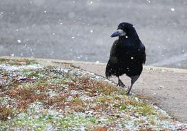 black crow in the snow