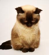 British Shorthair kitty