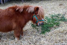 Pony The Mane Farm Animals