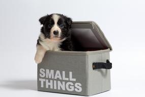 Dog Isolated Small