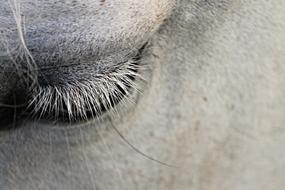 Eye Eyelashes Horse
