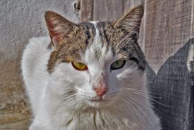 Cute Animals Cat