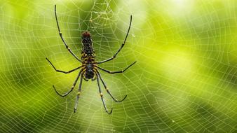 Indian Spider Net