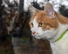 Cat Reflection Glass