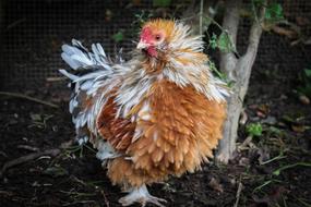 Bird Nature Poultry