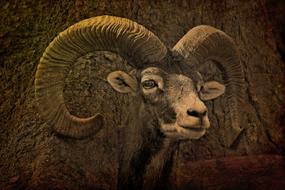 Animal Mammal Bock