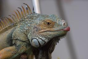 Reptile Lizard Animal