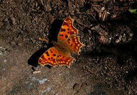 Insect Butterfly nature macro