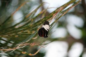 Butterfly Insect Nature