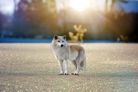 Snow Wolf Animal