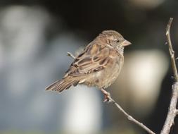 Ornithology Bird House Sparrow