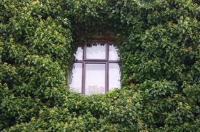 Window Green House