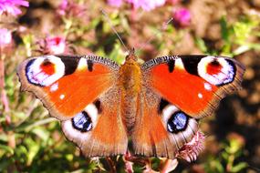 Butterfly Day Insect Nature