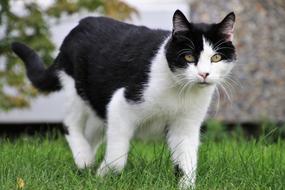 Tomcat Hunting Coat