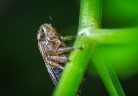 Macro Insect For Ordinary High Rot