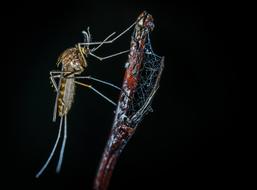 Insect Macro The Mosquito