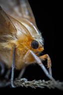 macro moth photography