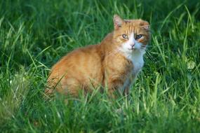 Cat Animal Meadow