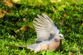 Bird Feather Wings