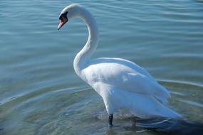 beautiful white swan by the lake