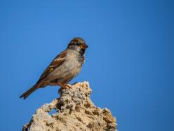 Sparrow Bird Nature