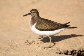 Stint Bird Wildlife