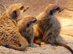 Meerkat Rodent Zoo