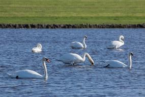 Swan Swans Water