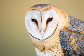 Barn Owl Portrait
