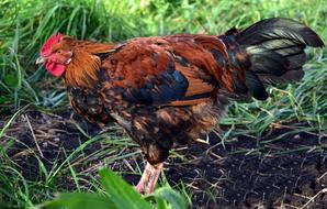 Gockel Hahn Poultry