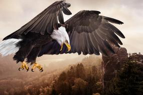Bird Animal World Of Prey