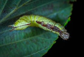 Larva Insect Caterpillar