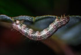 Insect Bespozvonochnoe Living